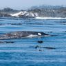 Grey whale near Tofino