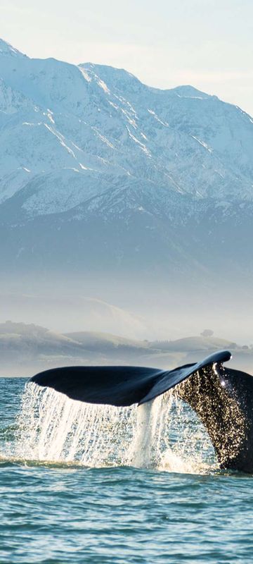 new zealand sperm whale kaikoura tb
