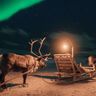 norway tromso reindeer safari aurora sky trmsaf