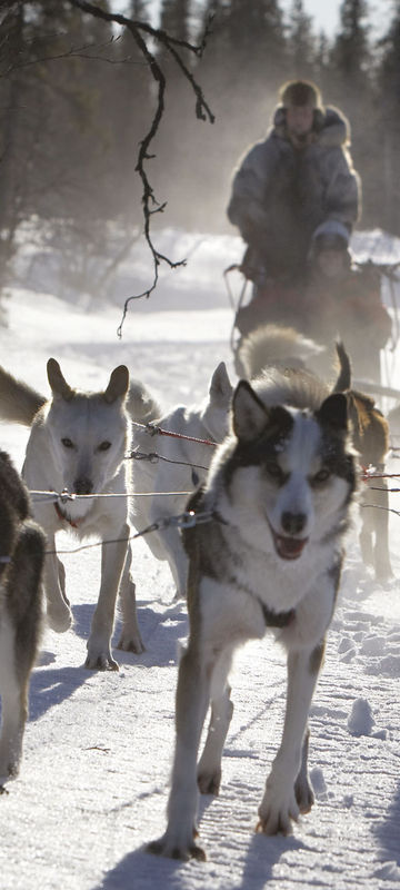 sweden lapland husky sledding rth