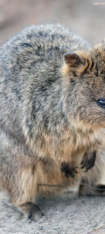 western australia quokka istk