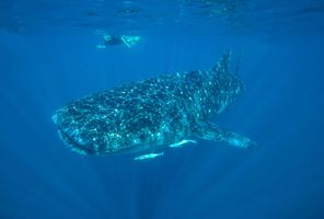 western australia snorkelling with whale shark at ningaloo reef istk