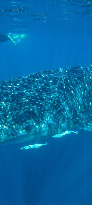 western australia snorkelling with whale shark at ningaloo reef istk